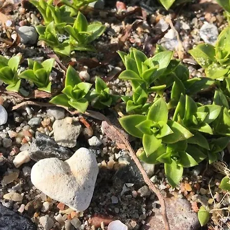 Krischan - Ruhige Mit Garten, Nur 5 Km Zum * Grundhof